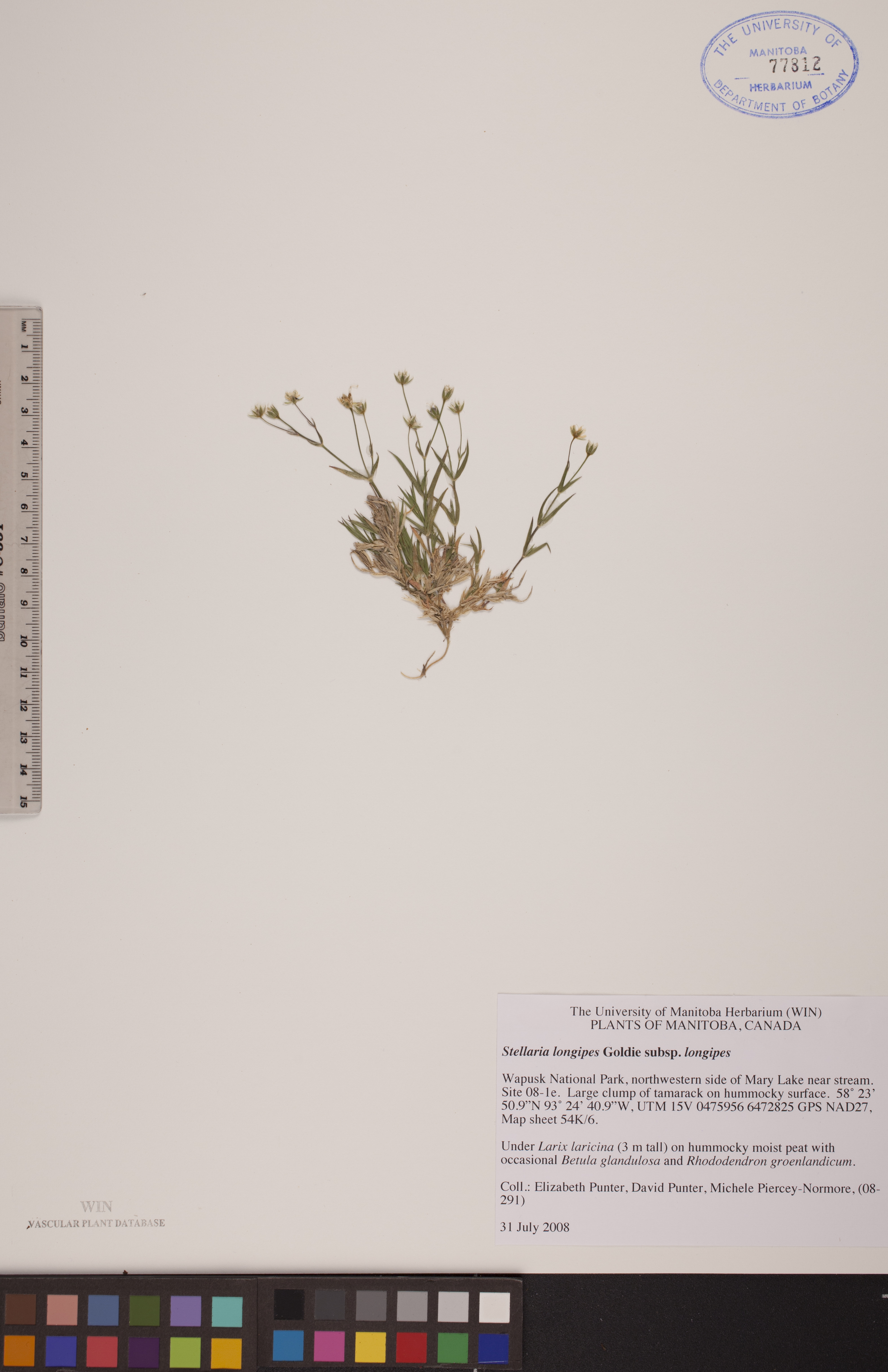 Stellaria longipes subsp. longipes image